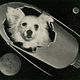 Image for article titled That Time Soviet Russia Sent Dogs Into Space